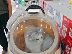 -四月宠物医院·猫专科·心脏专科·内科(转塘店)