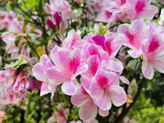 -深圳国际园林花卉博览园