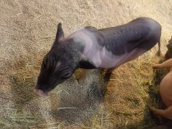 -Zoolung Zoolung动物主题公园(海信广场店)