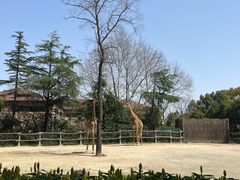 -上海野生动物园