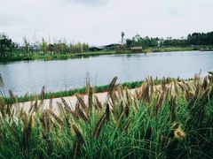 -白鹭湾湿地公园