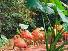 -海南热带野生动植物园