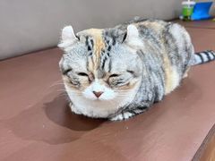 -MOCHA明星猫咖(田子坊店)