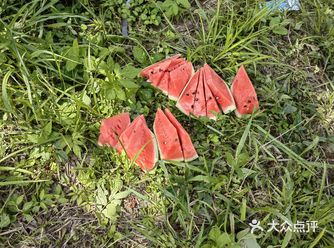 夏天的水果头头一定是西瓜