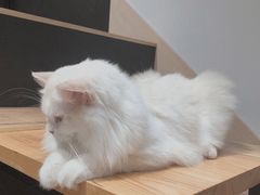 -瞄一喵猫咖(格力海岸店)