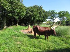 -奥兰多迪士尼动物王国乐园