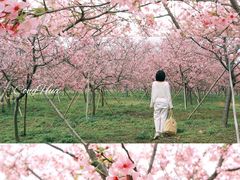-天适樱花悠乐园