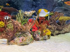 -上海海洋水族馆