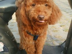 -瑞派旺宝宠物医院·犬猫全科综合·尿道专科(莲兴院)