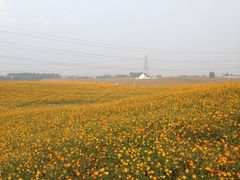 -紫颐香薰山谷景区