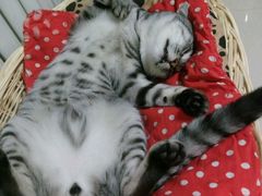 -纳吉亚猫专科动物诊疗中心(蒋宅口分院)