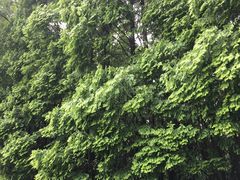 -桤木河湿地公园