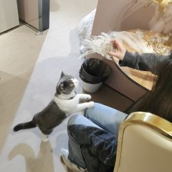 -B.Bridge Couture婚纱礼服(福田店)