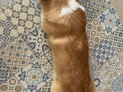 -Dog in Town Ekkamai