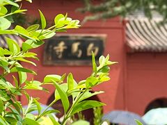 -洛阳白马寺