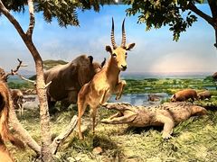 -国家自然博物馆