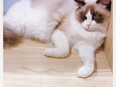 -屋虎猫馆(宝安大仟里店)