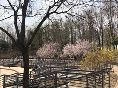 -大兴滨河森林公园