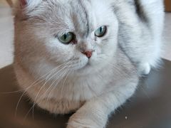 -飞行喵MR PILOT|猫舍·猫咖(静安大融城店)