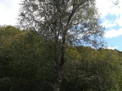 -云岫谷自然风景区