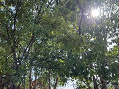 -塔尔寺-菩提树