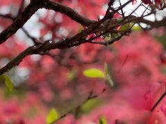 -木兰云雾山
