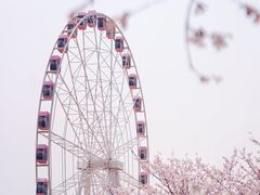 -顾村公园