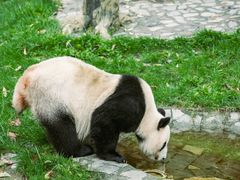 -卧龙中华大熊猫苑神树坪基地