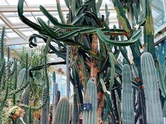 -昆明植物园