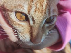 -瑞派康怡24h宠物医院·犬猫医疗中心·微创绝育(瑞景分院)