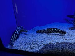 -上海海洋水族馆