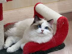 -momokira米努特·德文卷毛猫·棉花面纱犬