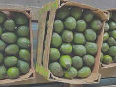 牛油果-东方鼎信农副产品交易中心