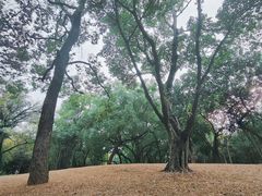 -晓港公园