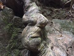 -西双版纳原始森林公园