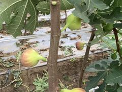 -武汉世外桃源农庄