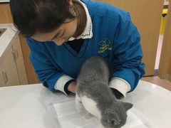 -菲丽丝宠物医院·24小时·猫科中心·免疫点(淮海分院)