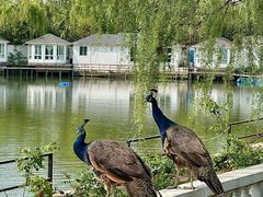 -J Create城市露营咖啡·简餐·宠物(上海动物园店)