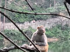-黔灵山公园