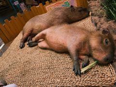 -正佳雨林生态植物园