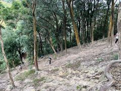 -黄埔油麻山森林公园