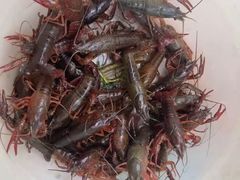 -同銮特种养殖场·龙虾垂钓