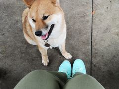 -柴犬高等学院·狗咖·柴犬售卖·宠物训练