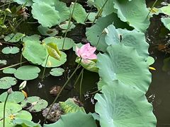 -荔湾湖公园