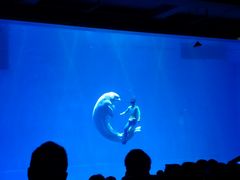 -芜湖新华联大白鲸海洋公园