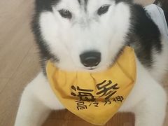 -Husky Go! 哈士奇体验馆·宠物咖啡厅狗咖