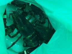 -众彩物流水产市场