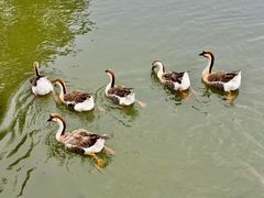 -海珠湖公园