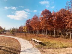 -上海长兴岛郊野公园