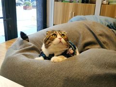 -啵啵喵·猫咖(攀华国际店)